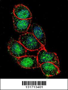 Anti-FOXA2 Rabbit Polyclonal Antibody (FITC (Fluorescein Isothiocyanate))