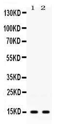 Anti-ISG15 Antibody