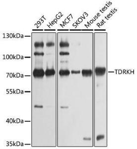 Western blot analysis of extracts of various cell lines, using Anti-TDRKH Antibody (A12015) at 1:1,000 dilution. The secondary antibody was Goat Anti-Rabbit IgG H&L Antibody (HRP) at 1:10,000 dilution.