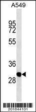 Anti-THAP11 Mouse Monoclonal Antibody [clone: 364CT25.4.2]