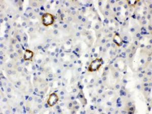 Anti-ISG15 Antibody