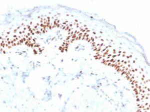 Immunohistochemical analysis of formalin-fixed, paraffin-embedded human skin using Anti-p40 Antibody [ZR8]