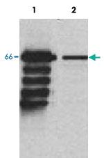 Anti-MBD4 Rabbit Polyclonal Antibody