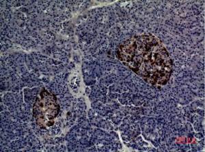 Immunohistochemical analysis of paraffin-embedded human pancreas using Anti-CMTM5 Antibody