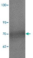 Anti-ATAD3A Rabbit Polyclonal Antibody