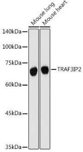 Western blot analysis of extracts of various cell lines, using Anti-CIKS / ACT1 Antibody (A12017) at 1:500 dilution