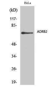 Western blot analysis of various cells using Anti-ADRB2 Antibody