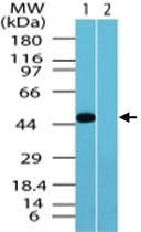 Anti-TRHR Rabbit Polyclonal Antibody