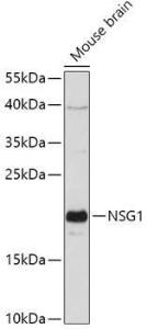 Western blot analysis of extracts of Mouse brain, using Anti-NSG1 Antibody (A307972) at 1:1000 dilution. The secondary Antibody was Goat Anti-Rabbit IgG H&L Antibody (HRP) at 1:10000 dilution. Lysates/proteins were present at 25 µg per lane