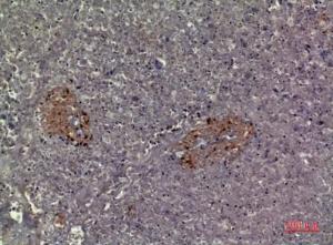 Immunohistochemical analysis of paraffin-embedded human pancreas using Anti-CMTM5 Antibody