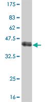 Anti-SP1 Mouse Monoclonal Antibody [clone: 4H6]