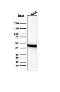 Western blot analysis of Raji cell line lysate using Anti-beta Actin Antibody [ACTB/1108]