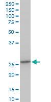 Anti-C21ORF33 Mouse Polyclonal Antibody