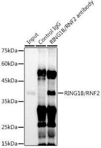 Immunoprecipitation analysis of 300 µg extracts of U-937 cells using 3 µg of Anti-RING2/RING1B/RNF2 Antibody [ARC0802] (A306709). This Western blot was performed on the immunoprecipitate using Anti-RING2/RING1B/RNF2 Antibody [ARC0802] (A306709) at a dilution of 1:500