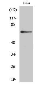 Western blot analysis of HeLa cells using Anti-ADRB2 Antibody