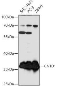 Antibody A307974-100 100 µl