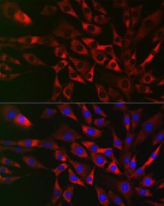 Immunofluorescence analysis of NIH/3T3 cells using Anti-CIKS / ACT1 Antibody (A12017) at a dilution of 1:50 (40x lens). DAPI was used to stain the cell nuclei (blue)