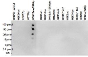 Anti-H3K27me3S28p Polyclonal Antibody