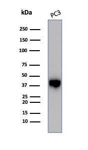 Western blot analysis of PC3 cell line lysate using Anti-Maspin Antibody [SERPINB5/4975]