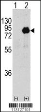 Anti-PIK3R2 Rabbit Polyclonal Antibody