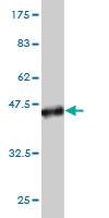 Anti-MPHOSPH10 Mouse Monoclonal Antibody [clone: 1B10]