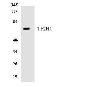 Western blot analysis of the lysates from HepG2 cells using Anti-TF2H1 Antibody