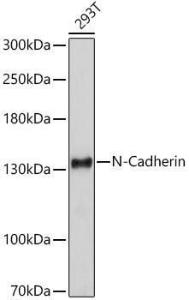 Western blot analysis of extracts of 293T cells, using Anti-N Cadherin Antibody (A305590) at 1:1000 dilution. The secondary Antibody was Goat Anti-Rabbit IgG H&L Antibody (HRP) at 1:10000 dilution.