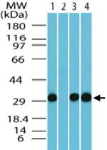 Anti-FAM3C Rabbit Polyclonal Antibody