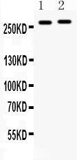 Anti-MUC3 Antibody