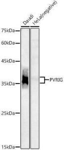 Antibody A306712-100 100 µl