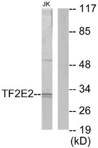 Antibody anti-TF2E2 100 µg