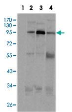 Anti-SND1 Mouse Monoclonal Antibody [clone: 2D7]