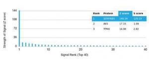 Analysis of protein array containing more than 19000 full-length human proteins using Anti-Maspin Antibody [SERPINB5/4975]