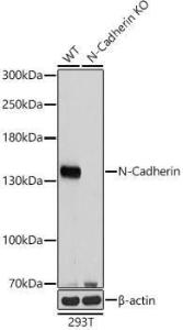 Western blot analysis of extracts from wild type(WT) and N-Cadherin knockout (KO) HeLa cells, using Anti-N Cadherin Antibody (A305590) at 1:1000 dilution. The secondary Antibody was Goat Anti-Rabbit IgG H&L Antibody (HRP) at 1:10000 dilution.