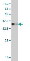 Anti-TNNT3 Mouse Monoclonal Antibody [clone: 1F12]