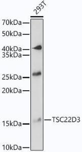 Anti-GilZ/TilZ antibody