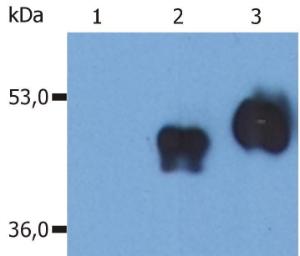 Western Blotting analysis (non-reducing conditions) of over-expressed human CD14 using Anti-CD14 Antibody (A85710). Lane 1: Whole cell lysate HEK 293 transfected with empty vector.