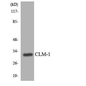 Anti-CD300 Rabbit Polyclonal Antibody