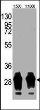 Anti-GFP Mouse Monoclonal Antibody (PE (Phycoerythrin)) [clone: 168AT1211]