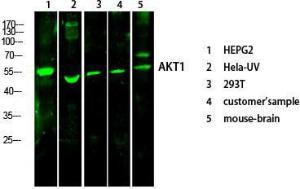 Western blot analysis of various cells using Anti-AKT1 + AKT2 + AKT3 Antibody at 1:1,000 (4°C overnight) Goat Anti-Rabbit IgG (IRDye 800) was used as a secondary at 1:5,000 (25°C, 1 hour)