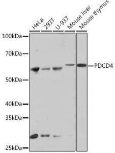 Western blot analysis of extracts of various cell lines, using Anti-PDCD4 Antibody [ARC1398] (A307976) at 1:1,000 dilution