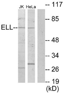 Antibody anti-ELL 100 µg