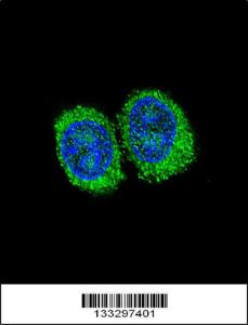 Anti-NPC1 Rabbit Polyclonal Antibody (FITC (Fluorescein Isothiocyanate))