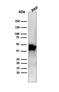 Anti-beta Actin antibody