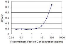 Anti-ARHGDIB Mouse Monoclonal Antibody [clone: 2C12-B6]