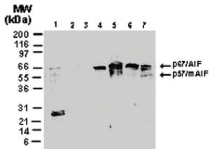 Anti-AIFM1 Rabbit Polyclonal Antibody