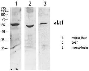 Western blot analysis of various cells using Anti-AKT1 + AKT2 + AKT3 Antibody at 1:1,000 (4°C overnight) Goat Anti-Rabbit IgG (IRDye 800) was used as a secondary at 1:5,000 (25°C, 1 hour)