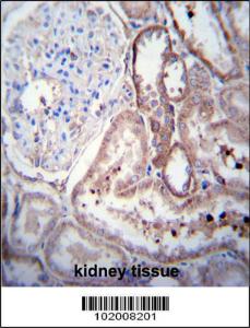 Anti-Platelet-derived Growth Factor D Rabbit Polyclonal Antibody (APC (Allophycocyanin))