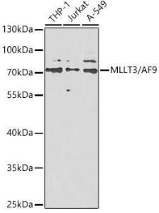 Antibody anti-MLLT3 100 µl