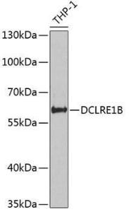 Western blot analysis of extracts of THP-1 cells, using Anti-DCLRE1B Antibody (A12021) at 1:1,000 dilution The secondary antibody was Goat Anti-Rabbit IgG H&L Antibody (HRP) at 1:10,000 dilution Lysates/proteins were present at 25 µg per lane